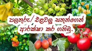 එළවලු/පලතුරු සතුන්ගෙන් ආරක්ෂා කරගමු.  fruit / vegetable protection bags