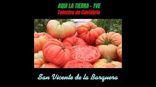 TOMATES de CANTABRIA con ECO TIERRA MOJADA - AQUI LA TIERRA