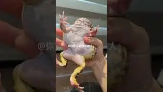 #shorts #frog#pet#horned frog#animal#funny#funny animal videos#animals eating