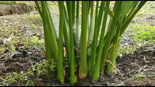 Mist irrigation in cardamom at Dr Prashanth plot at Chitradurga