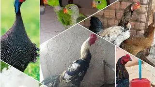 All Verity Pet In my farm Chicken and  bird #DMKPOULTRYWORLD