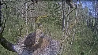 Sas a lett fekete gólya fészekben 2016.05.08.