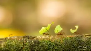 Leaf Cutter Ants with Lens Baby