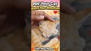 When Your Cat Wants Your Attention 😺🐾 | Cute Cat Video