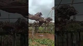 Foundation pruning or Back pruning  #fruit #seedlessgrape #pruning