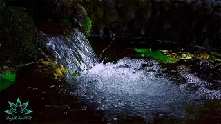 Small Water Spring &ndash; Gentle Water Sound, Quiet Bird Songs, Sleeping & Meditation