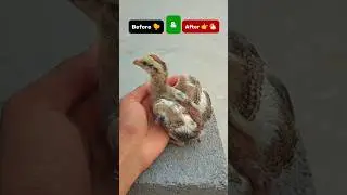 Little Chick Transformation || Before & After #shorts #chickgrowth #aseel