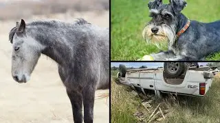 WYOMING ROUNDUP: Horse Removal, Dog Bite, and Holiday Incidents!