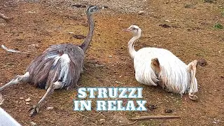 I nostri struzzi in un momento di relax!