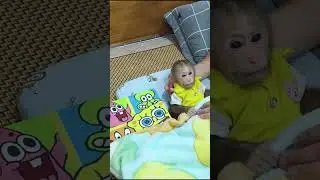 Bibi monkey verry smart   #bibi #lala