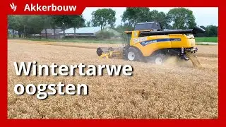 Ondanks moeizame opkomst, toch prima opbrengst wintertarwe