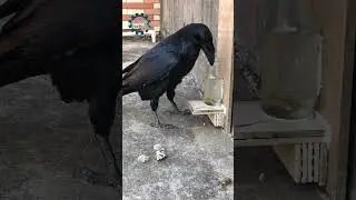 The Crow and the Pitcher is real #process #crow #amazing