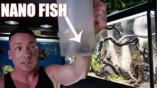 Nano fish added to aquarium!