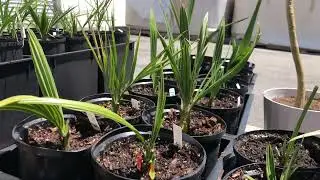 Phoenix Dactylifera Date Palms grown from seed 🌴