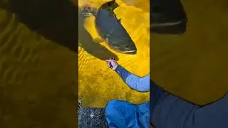 Unexpected Catch! Giant Fish vs Small Slingshot 🤯 #amazing #fishing #slingshotfishing #shortsvideo