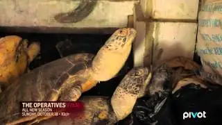 The Illegal Trade of Palawan Forest Turtles ('The Operatives' - S2 Premiere Clip)