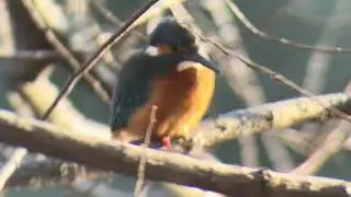 善福寺公園　カワセミ