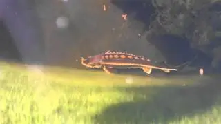Sharky and George - Diamond Sturgeon