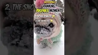 Ranking Top 3 Funny Pug Fails Moments 🤣 🤪 🐶 #pug #dog #funny