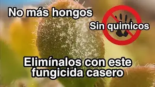 El mejor fungicida casero  😱 No creerás lo fácil y barato que es hacerlo!