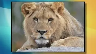 The Buffalo Zoo Welcomes New Lion
