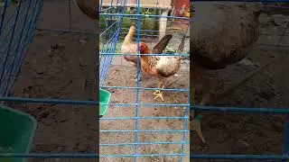 Trio from Aej Gamefarm