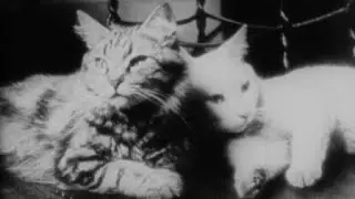 The Private Life of a Cat (1947) | Maya Deren & Alexander Hammid | Cat Documentary