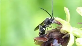 Argogorytes mustaceus on Ophrys insectifera