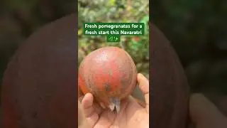 Fresh pomegranates for a fresh start this Navaratri 🌿✨#mygreenishnest #kitchengarden #terracegarden