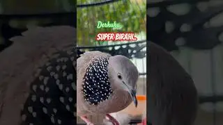 Full Bekur Derkuku Gacor Bahan Pikat Derkuku Yang Lain #tekukur #derkukugacorkuk2 #derkuku #birds