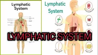 Lymphatic system |