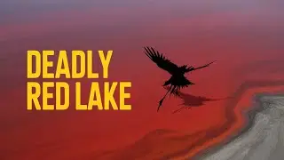 Lake Natron: The Deadly Red Lake That Turns Animals Into Stone 🌋 | NeoFactX&rdquo;