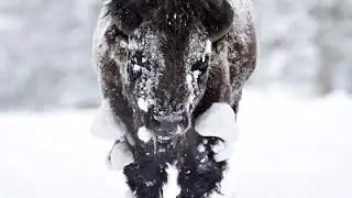Fire and Ice | Epic Yellowstone | Smithsonian Channel | Grizzly Creek Films
