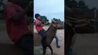 छोटे बच्चे ने की घोड़े की सवारी 😂😅