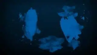 New Condo Launch Video