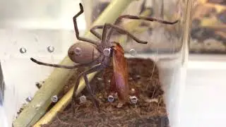 holconia murrayensis