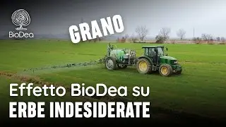 Coltivare Grano con il protocollo BioDea - La testimonianza delle Cantine Faralli