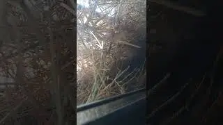 The nest between the window and the blinds INTERESTING,, гнездо между окном и жалюзи ИНТЕРЕСНО#nest