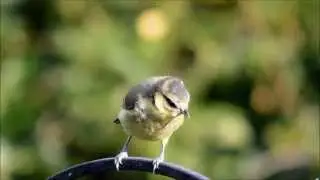 Birds in Garden, May, June & July  2014 with Pure Land Chant 