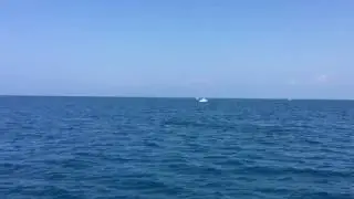CETUS Avvistamento Cetacei del 4 Agosto 2017