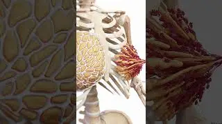Breast Anatomy: Fat, Glands, and Ligaments  #anatomy