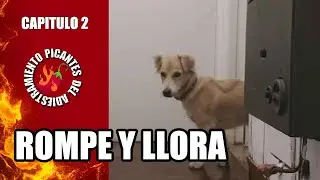 Mi PERRO LADRA MUCHO cuando se queda SOLO