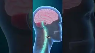 You are unknown to this how paracetamol exactly work.