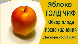 Яблоко ГОЛД ЧИФ обзор плода после хранения 26,12,2021