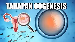 Proses Pembentukan Sel Telur Wanita (Oogenesis)