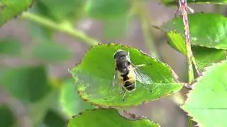 Flower fly grooming