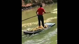 SWARM OF DUCKLINGS FOLLOWING RAFT