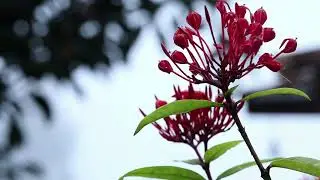 Munnar - Heaven on Earth