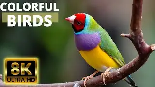 8K Beautiful Birds &mdash; коллекция редких птиц мира в фильмах 8K ULTRA HD