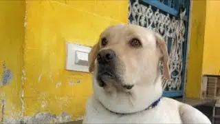 Jini The Labrador 🐶 is live#shortsviral #shortsfeed #labrador #trending #ytshorts #livestream